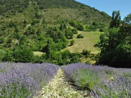 La Petite Pinède, maison avec piscine chauffée à Faucon : photo 36