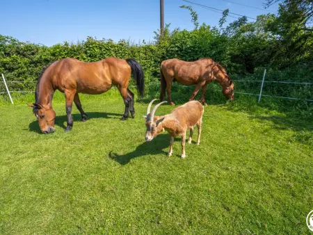 Le Clos Bambou – Gîte 46 m² en Picardie Verte : photo 12