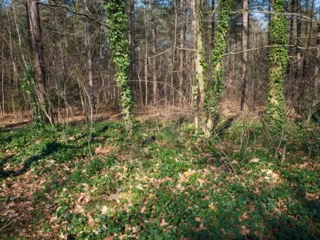 Maison avec 4 vélos électriques offerts, lisière de forêt à Zutendaal : photo 35