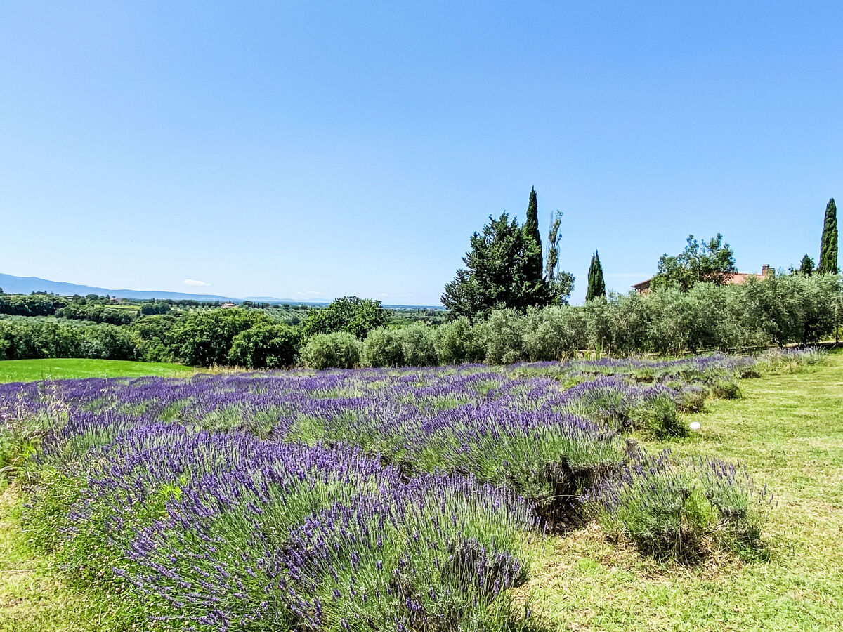 Levante - Appartement 4 pers. avec jardinet à Marina di Bibbona - Photo 36
