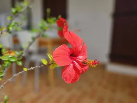 Studio vue mer avec piscine à Sari-Solenzara : photo 16