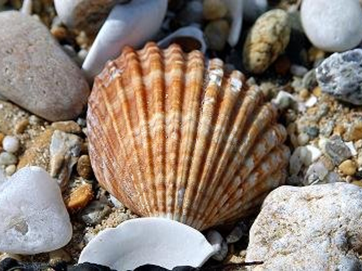 T2 + cabine à Carnac, balcon ouest, 450m plages - Photo 15