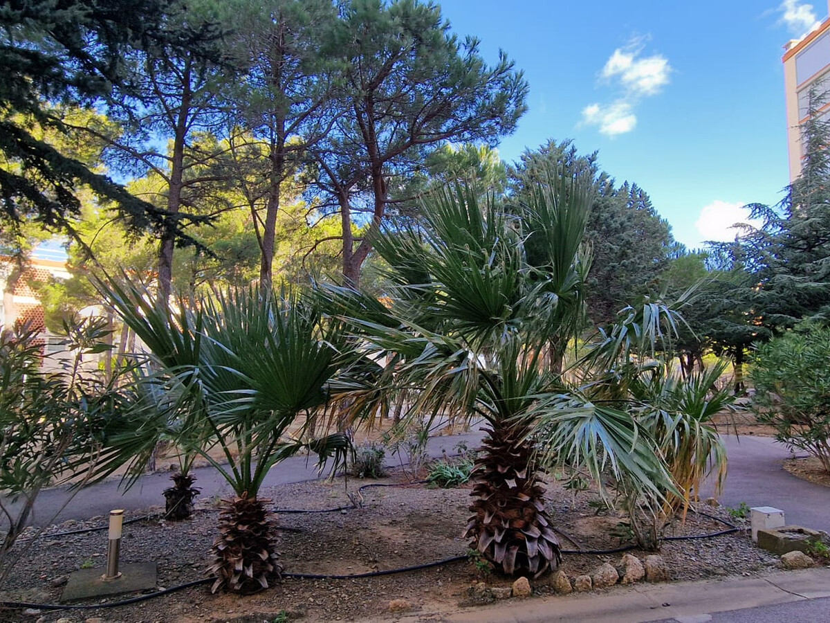T3 Banyuls-sur-Mer, terrasse couverte, parking privé - Photo 4