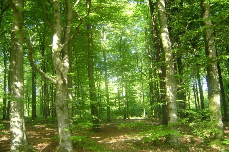 Pre Lamborelle, maison 9 personnes aux Ardennes - Photo 33