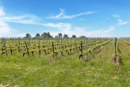 Château la Baronnerie, 12 pers. entre vignobles et Bordeaux : photo 34