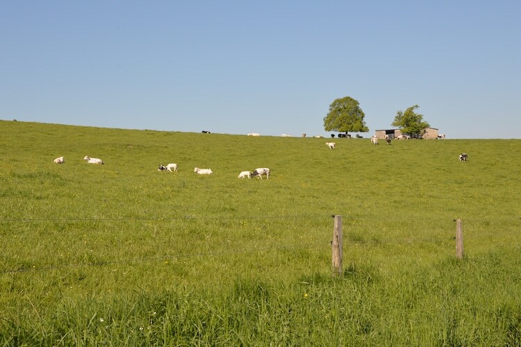 Gîte Prémassin - 8 pers., 100 m de la forêt - Photo 27