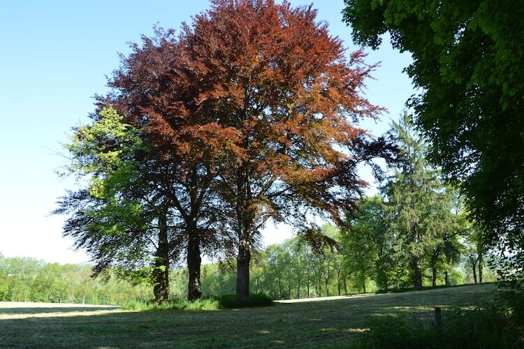 Gîte Prémassin - 8 pers., 100 m de la forêt - Photo 29