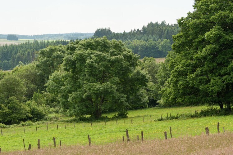 Gîte Jevigné : 5 chambres, forêt ardennaise, 8 km des pistes - Photo 20