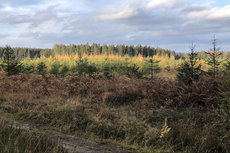 Gîte Jevigné : 5 chambres, forêt ardennaise, 8 km des pistes - Photo 24
