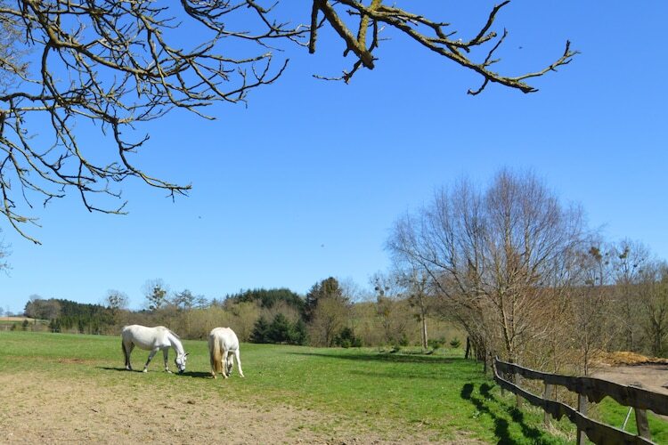 Le Haras, gîte en ferme XVIIe siècle à Barvaux - Photo 31