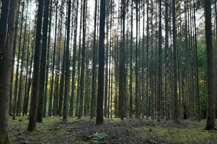 Le Bochetay 12 – Chalet boisé 6 pers. près de Namur - Photo 34
