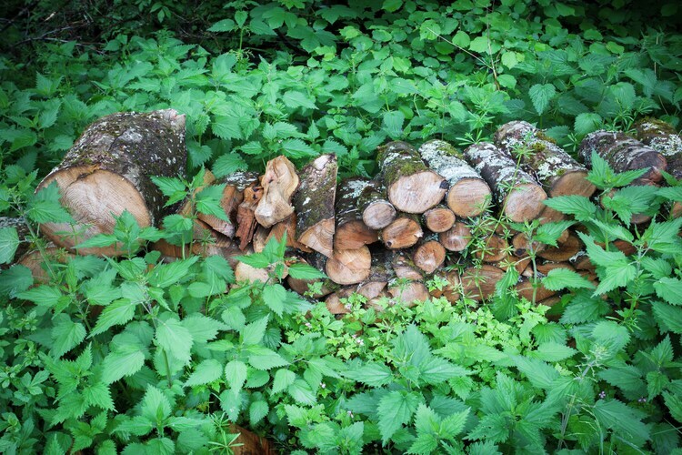 Les Epilobes – Gîte 16 pers. en Ardenne - Photo 40