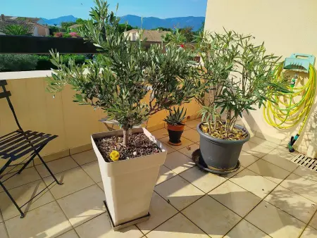T3 climatisé avec terrasse et piscine collective à Saint-Cyprien : photo 4