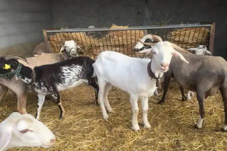 El Jaraiz, Luxueuse maison de campagne à Laroya - Photo 30
