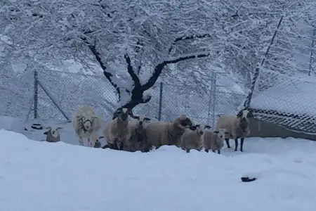El Jaraiz, Luxueuse maison de campagne à Laroya - Photo 32