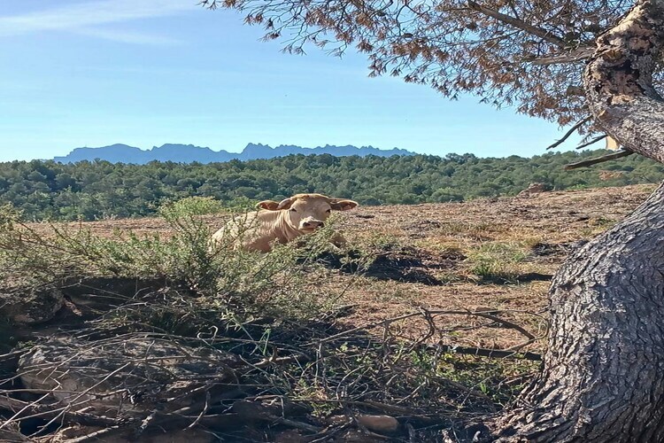 Mas Set Rengs - Gîte 17 pers. vue Montserrat - Photo 29