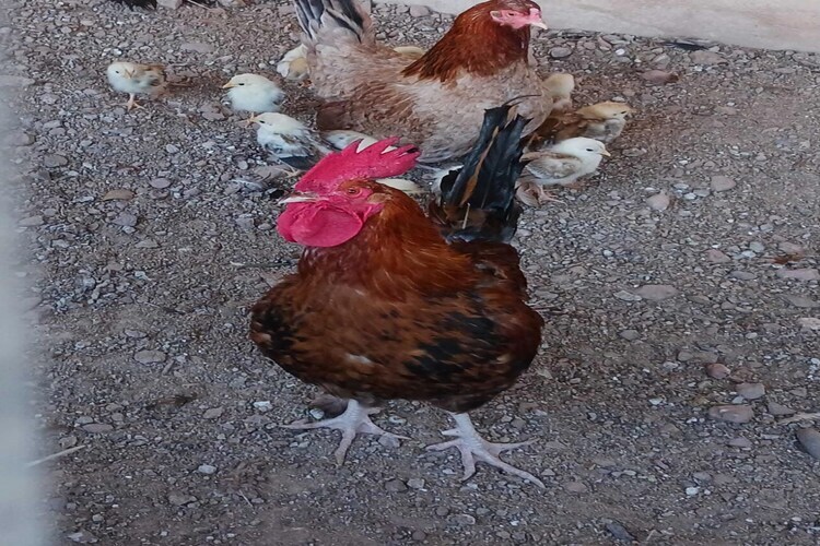 Mas Set Rengs - Gîte 17 pers. vue Montserrat - Photo 39