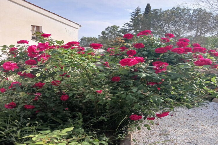 Mas Set Rengs 2, gîte rural avec piscine à Sant Salvador - Photo 28