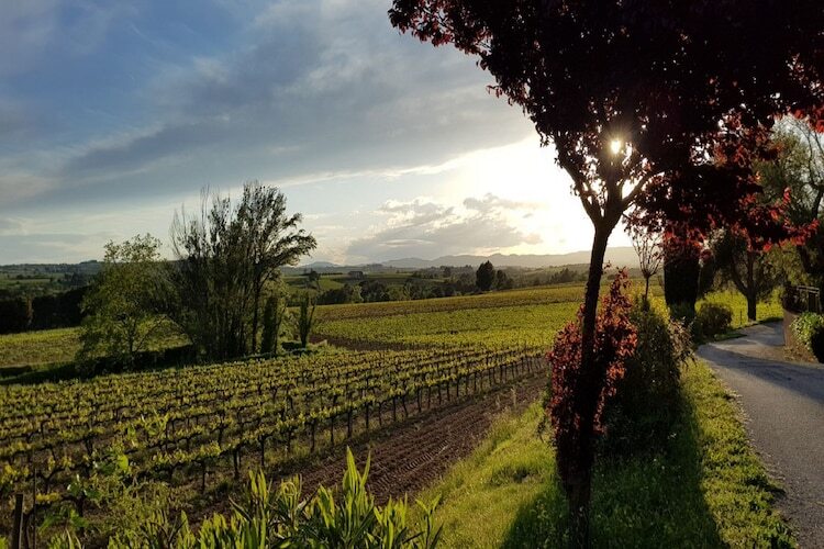 L'Olivera Dalt i Baix, gîte viticole 8 personnes - Photo 9