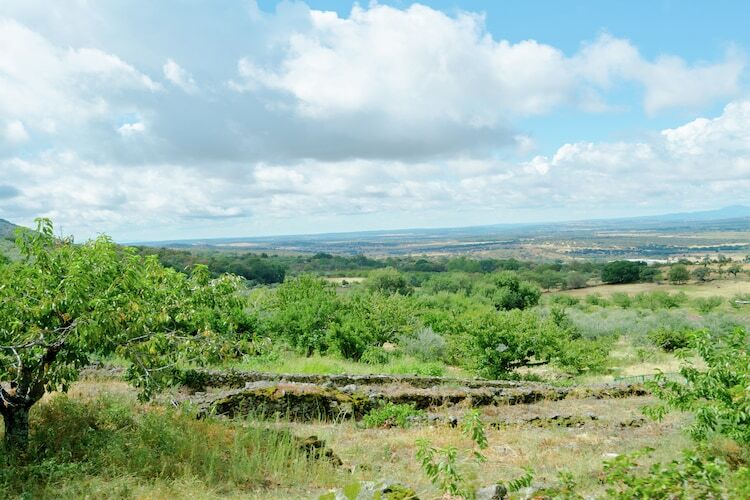Maison rurale Acebuche Picual à Casas del Monte - Photo 22
