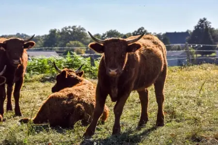 La Charmante, Escapade à la campagne de Calvinet - Photo 24