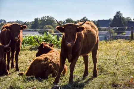 La Charmante, Escapade à la campagne de Calvinet - Photo 39
