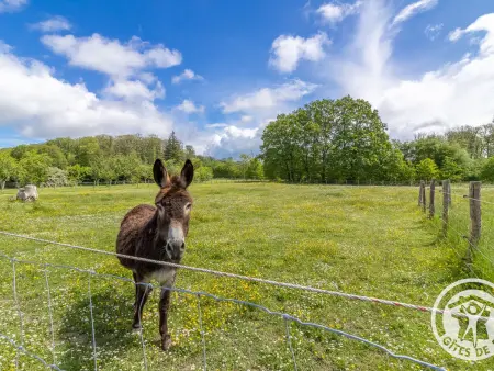 Gîte 11 pers., salle de jeux, jardin 4000m² à Baugé : photo 11