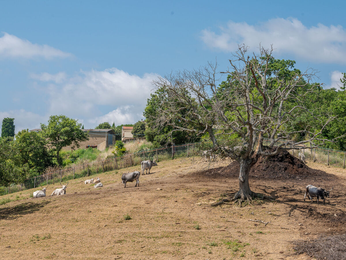 Gîte Carola en Toscane avec piscine et vignobles - Photo 49