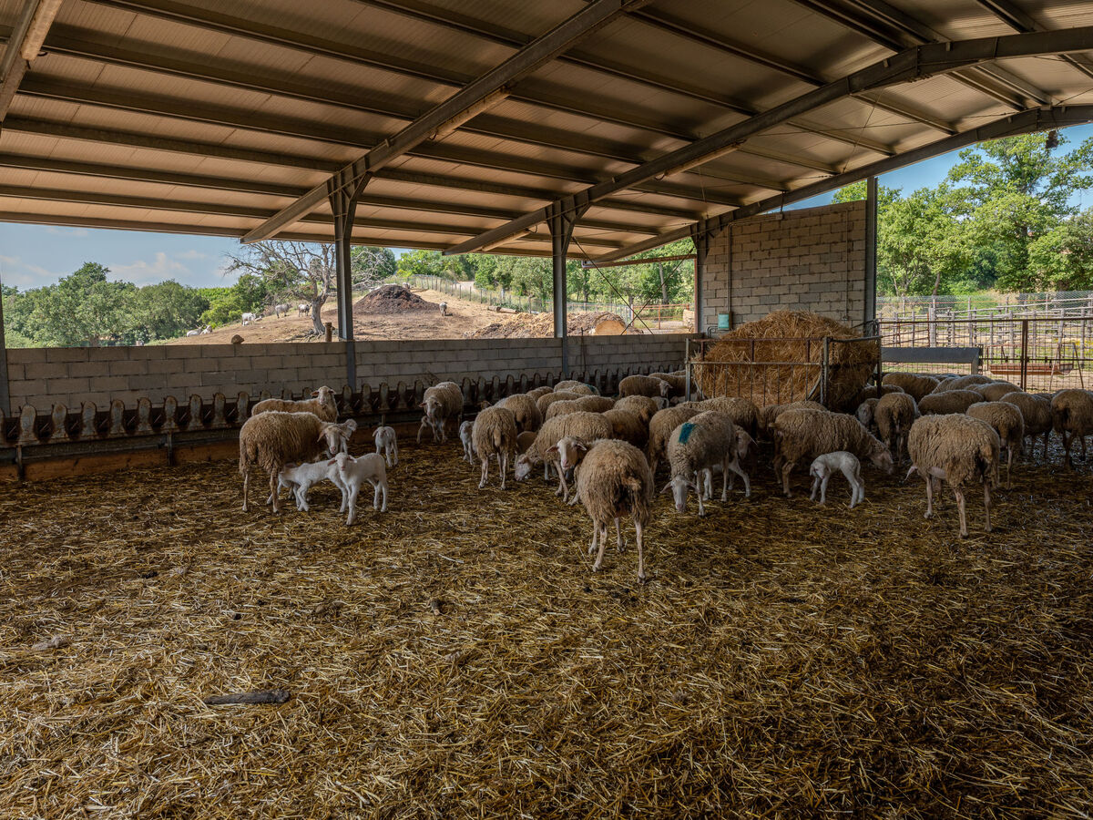 Bandiera, gite 2 chambres en Toscane avec piscine - Photo 48