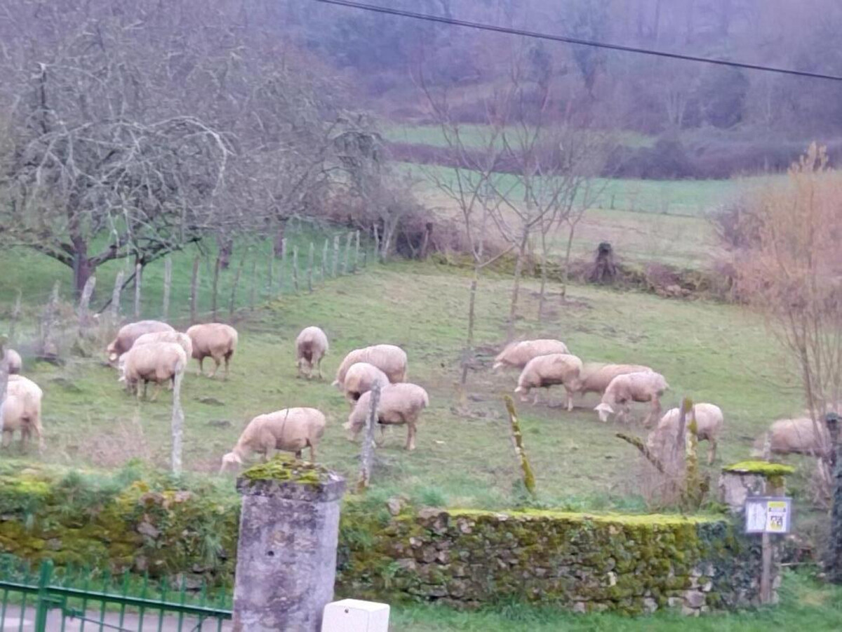Maison périgourdine 4 pers. à 20 km de Lascaux - Photo 14