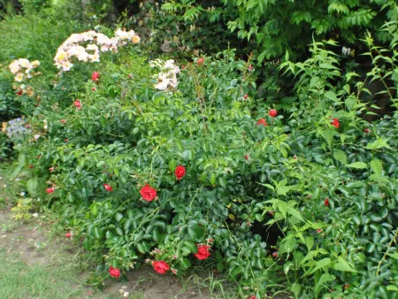 Gîte paisible proche Sarlat avec animaux et jardin - Photo 27