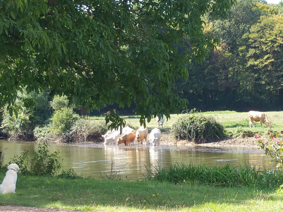 Gîte 12 pers. avec piscine couverte, barque et pêche en Berry - Photo 35