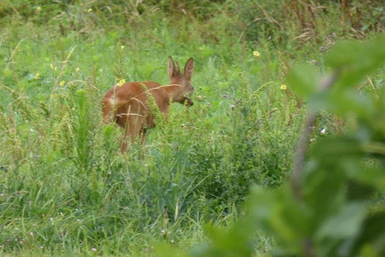 Ferme 6 pers à Giroux, terrasse et jardin avec piscine - Photo 29