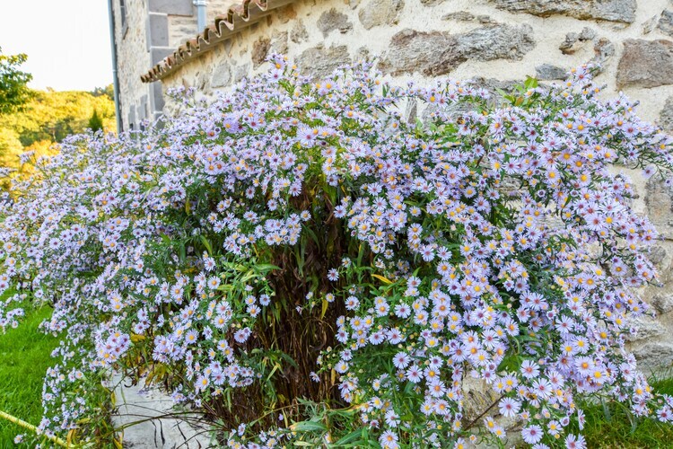 Maison 6 pers. à Saint Beauzire, randonnée et nature - Photo 29