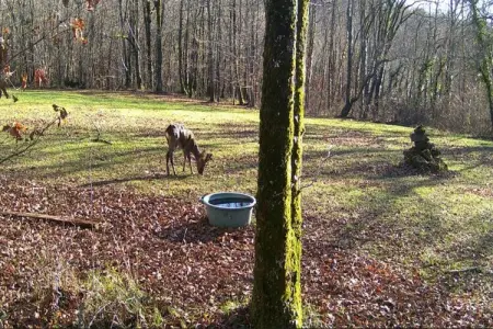 Domaine de Gavaudun - Maison Guyenne, Villa acceptant les animaux en Dordogne - Photo 24