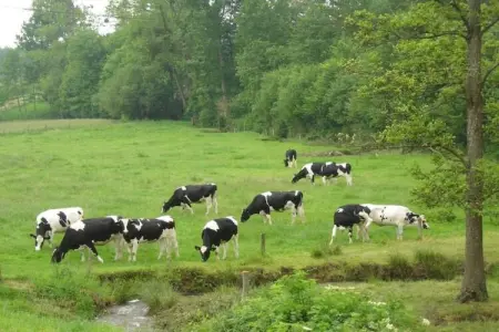 Gîte 6 pers, campagne normande à 30 km du Mont-Saint-Michel : photo 29