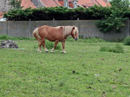 Gîte cosy 3 chambres à 3 km de la mer avec jardin, terrasse, WIFI et animaux acceptés - Photo 14