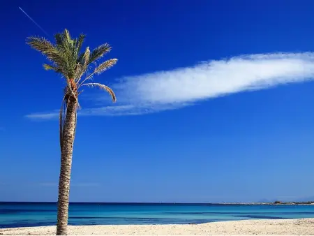 Palma Gaia – Appartement 6 pers., terrasses à San Vito lo Capo : photo 2