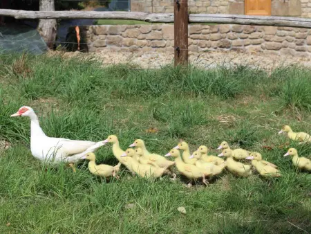 Gîte confortable avec animaux, jardin et wifi inclus, cadre paisible en Normandie - Photo 18