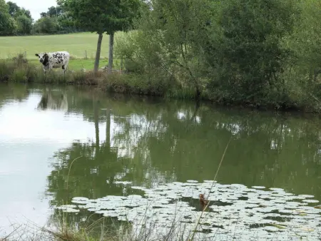 Gîte confortable avec animaux, jardin et wifi inclus, cadre paisible en Normandie - Photo 20