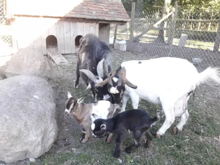 Gîte confortable avec animaux, jardin et wifi inclus, cadre paisible en Normandie - Photo 21