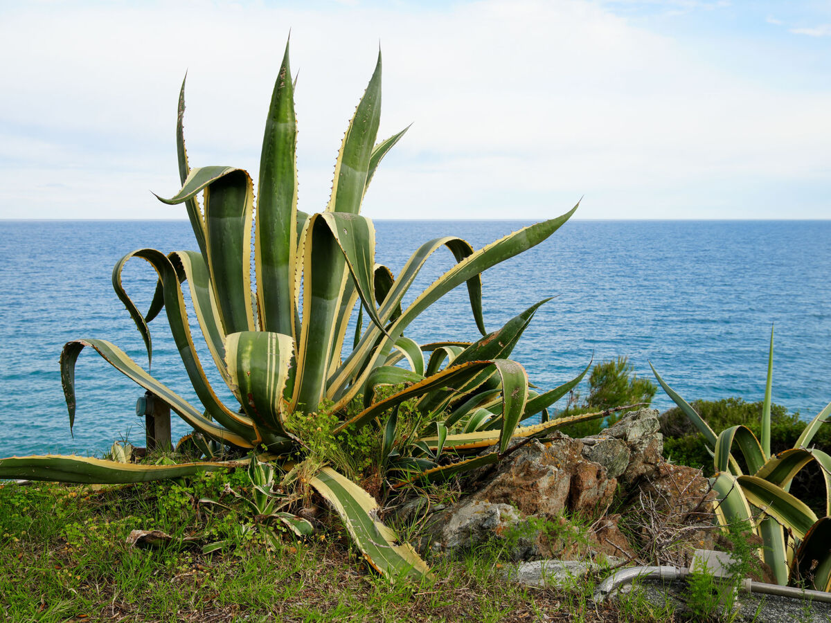 WeSea - Appartement Varazze, vue mer et jardin - Photo 25