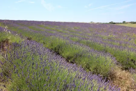 Gîte Corbezzolo : ferme 4 pers. à 3 km de la mer : photo 32