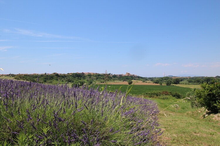 Gîte Mirto à la campagne, piscine et plage à 3 km - Photo 38