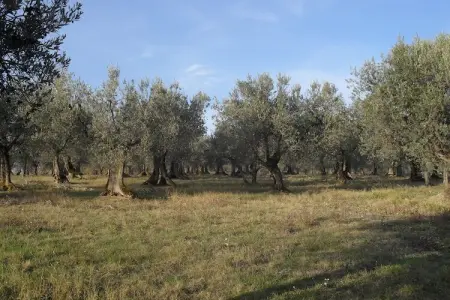 Marchese, Ferme près du Lac Trasimeno - Photo 32