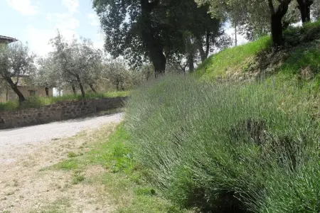 Marchese, Ferme près du Lac Trasimeno - Photo 38