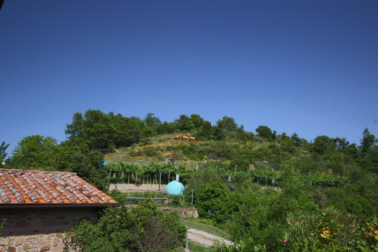 Ferme Club House à Paciano, au cœur du Monte Pausillo - Photo 26