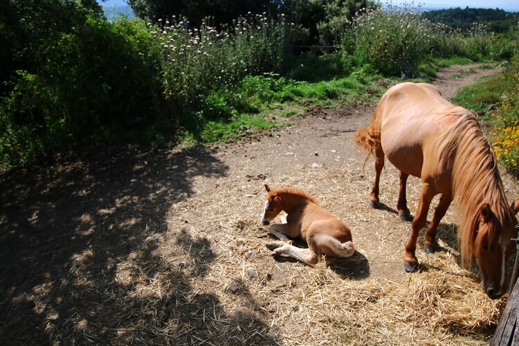 Ferme Club House à Paciano, au cœur du Monte Pausillo - Photo 32