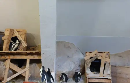 Maison 6 personnes à Desvres - Photo 20