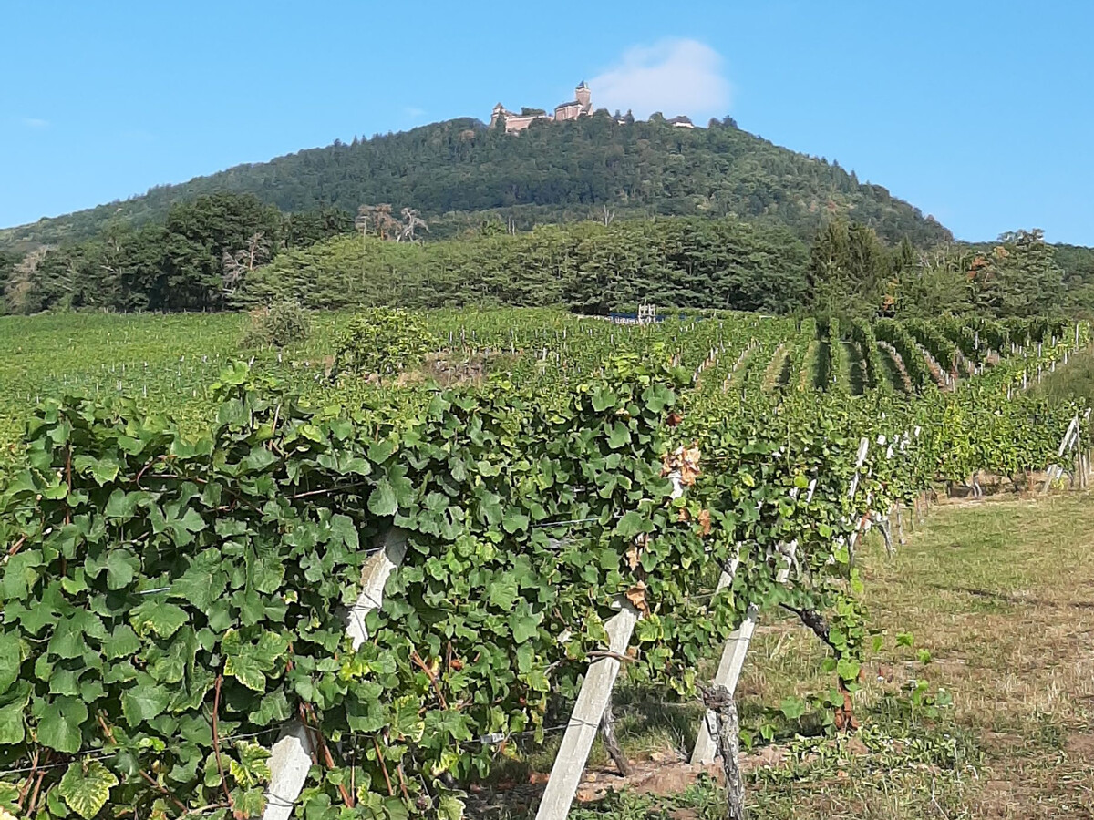 Gîte 2 personnes en bordure vignoble, entrée indépendante - Photo 34